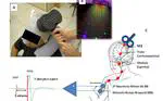 Sensory Electrostimulation